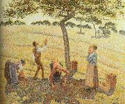 Camille Pissarro Pick  Apples oil painting reproduction